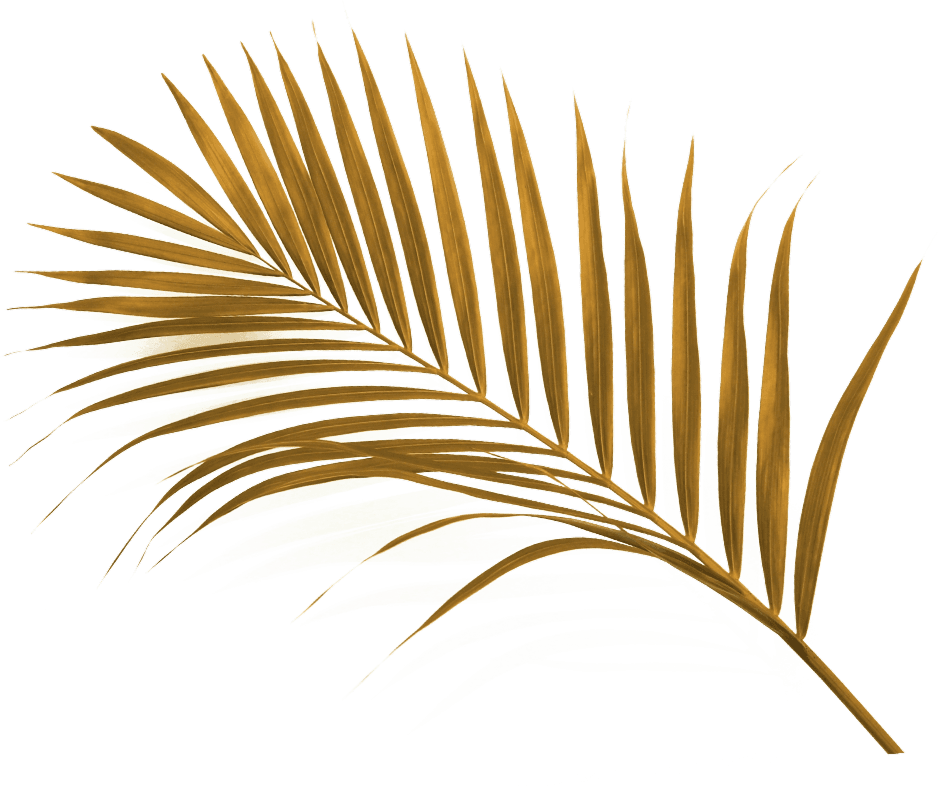 Palmeira